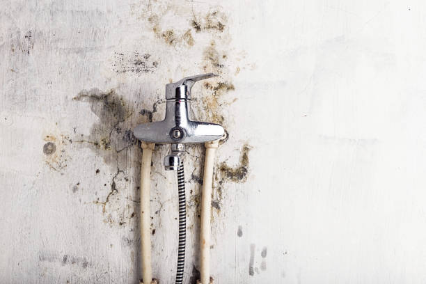 Best Mold Testing  in Pleasant View, UT