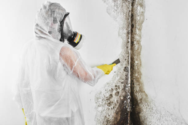 Best Mold Removal Process  in Pleasant View, UT