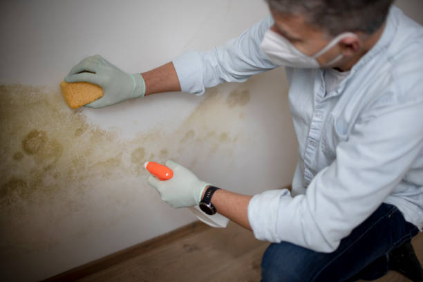 Best Mold Remediation  in Pleasant View, UT