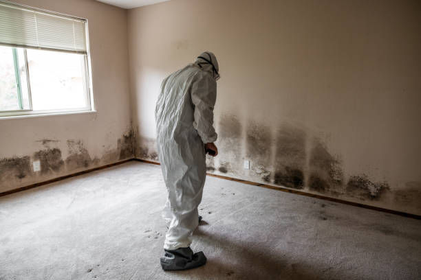 Best Residential Mold Removal  in Pleasant View, UT