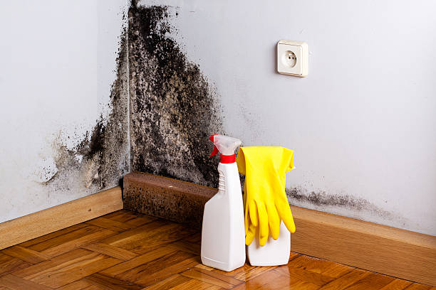 Best Toxic Mold Removal  in Pleasant View, UT