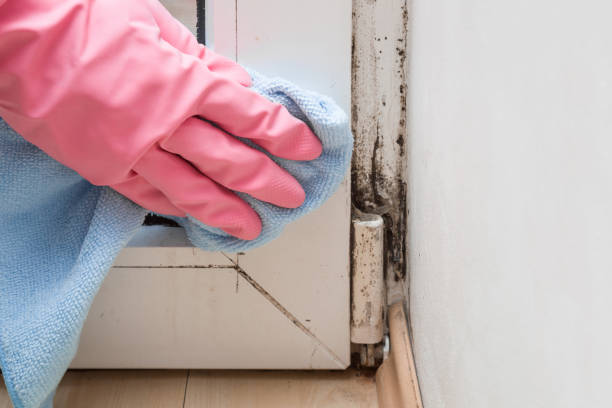 Best Commercial Mold Removal  in Pleasant View, UT