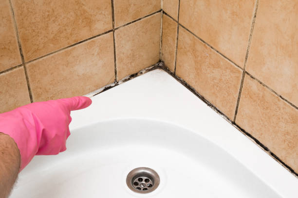 Mold Removal Process in Pleasant View, UT